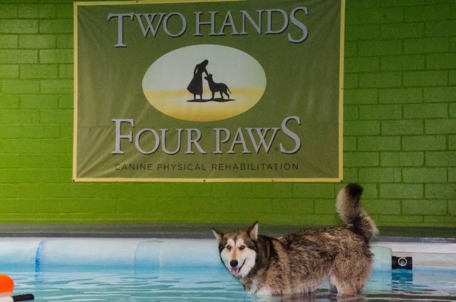 Two Hands Four Paws