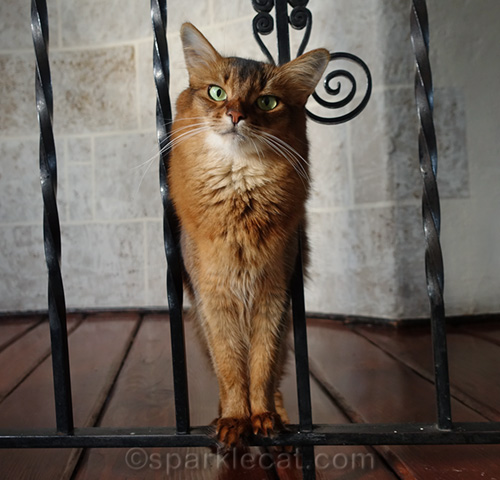 KITTY BUNGALOW CHARM SCHOOL FOR WAYWARD CATS