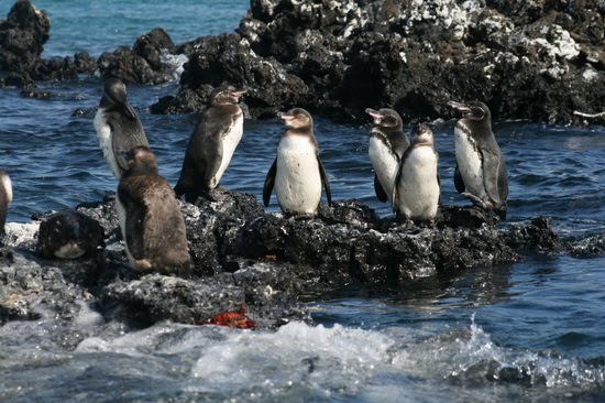 Galapagos Beach