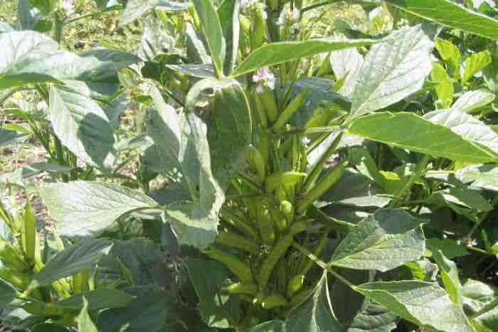 Tender Greens