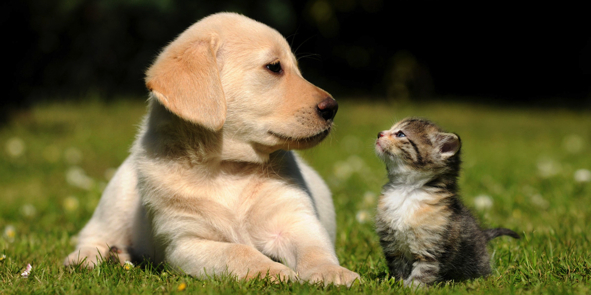 Pet-Friendly Los Angeles